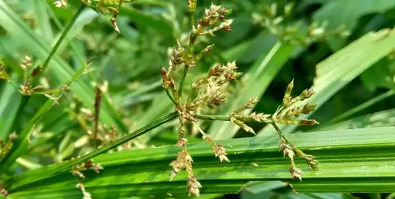 sabinsa press release